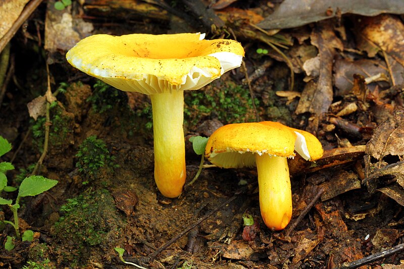 File:Russula flavida Veracruz.jpg