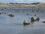 Submerged oak tree stumps, high water