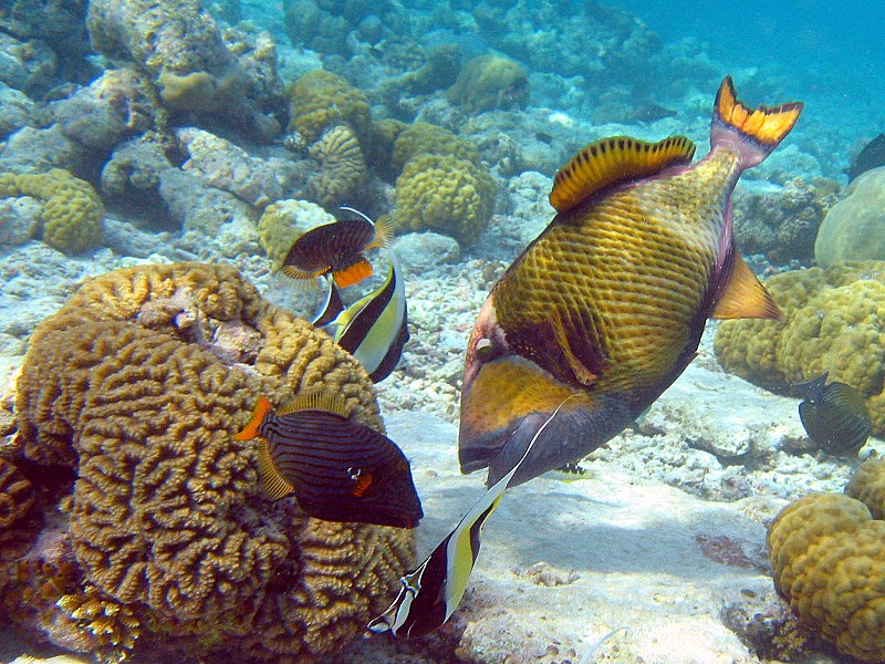 File:Titan Triggerfish.jpg