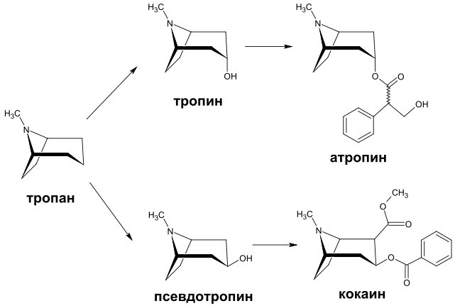 Файл:Tropane family ru.svg