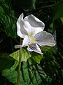 A white purple violet.