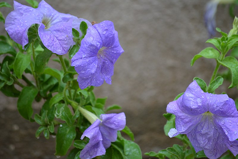 File:Violet Petunia Rose.jpg