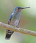 Female F. m. mellivora, Milpe, Ecuador