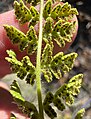 Underside of leaf