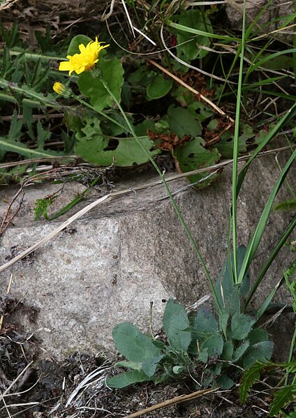 File:1870-Hieracium schmidtii-Labský důl-08.19.jpg