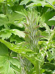 Acanthus mollis2.jpg