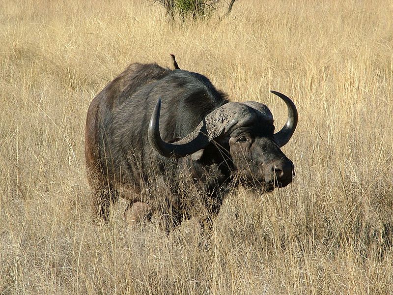 File:African Buffalo.JPG