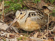 Brown bird with long bill, surrounded by vegetation