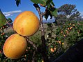 Two apricots, with a branch of apricots in the background