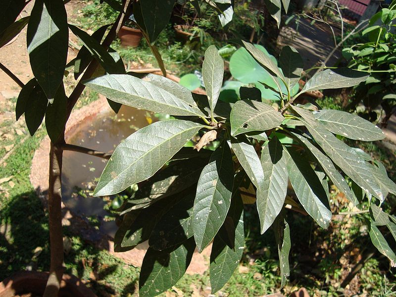 File:Bassia latifolia 11.JPG