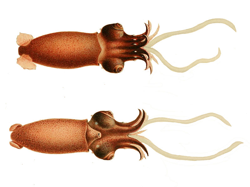 File:Bathyteuthisabyssicola.jpg