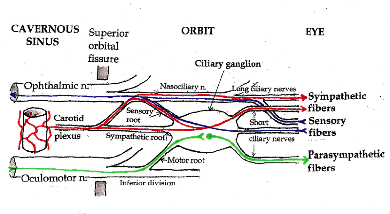 File:Ciliary ganglion pathways.png