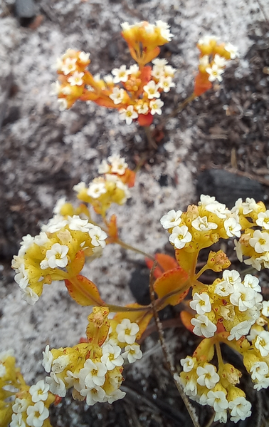 Файл:Crassula filiformis.png