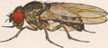 Image 21Male Drosophila pseudoobscura (from Speciation)