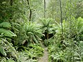 Image 8Temperate rainforest in Tasmania's Hellyer Gorge (from Forest)