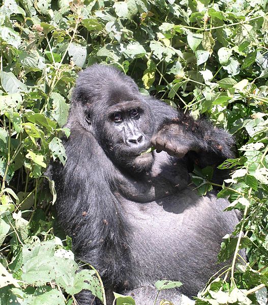 File:Kahuzi gorilla.jpg