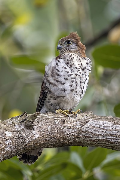 File:Mauritius kestrel (Falco punctatus).jpg