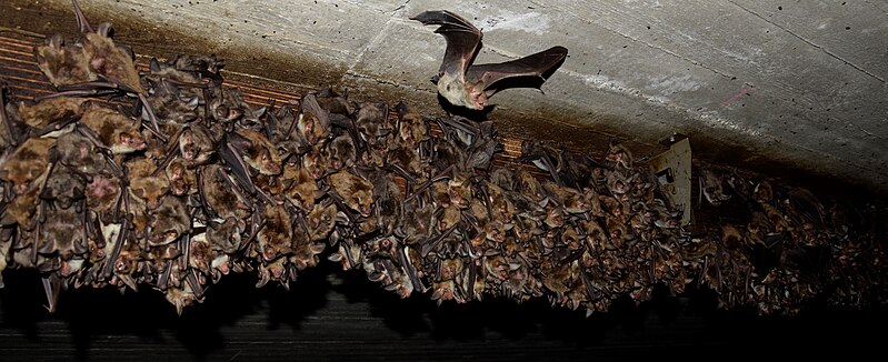 File:Myotis myotis nursery roost.jpg