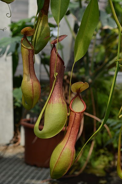 File:Nepenthes alata Berlin.jpg