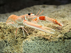 挪威螯龍蝦（英语：Nephrops norvegicus）