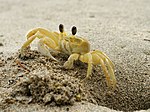 Thumbnail for Atlantic ghost crab