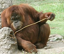 An orangutan using a stick to pick at a hole in a rock with a cup of orange-juice concentrate.