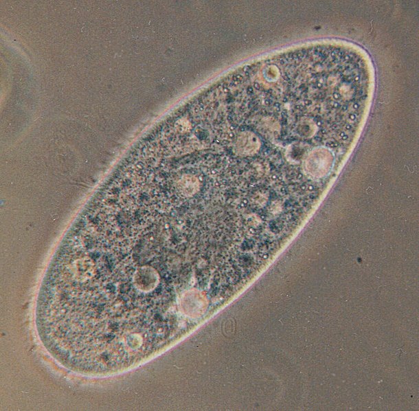 Файл:Paramecium.jpg