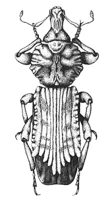 Philippius superbus