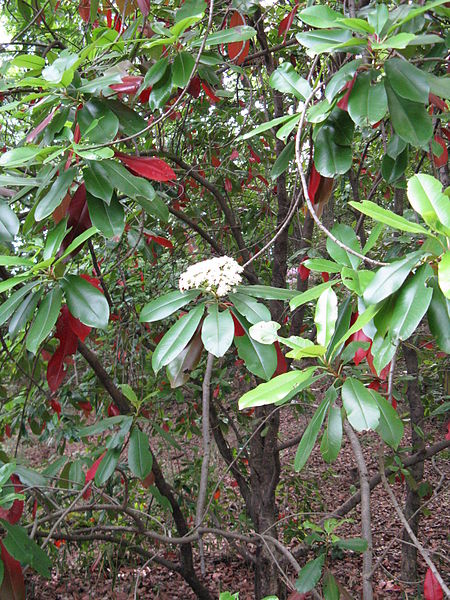 File:Photinia serratifolia2.jpg