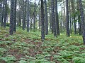 Troodos has many of the oldest trees in the world