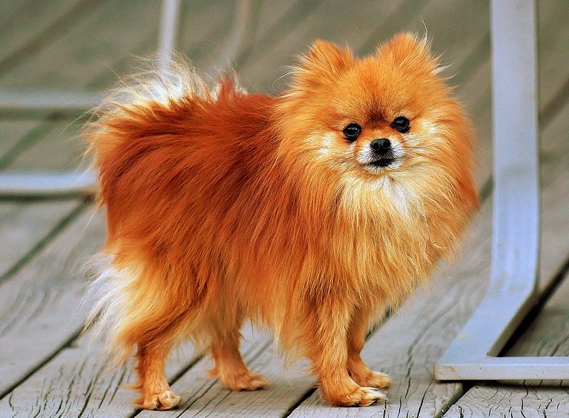 File:Pomeranian orange-sable Coco.jpg