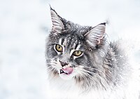 A blue tabby in snow