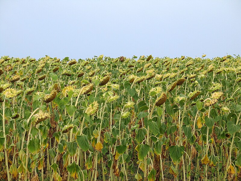 Файл:Sunflower field in Russia.JPG