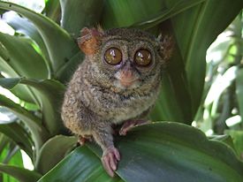 Tarsius tarsier