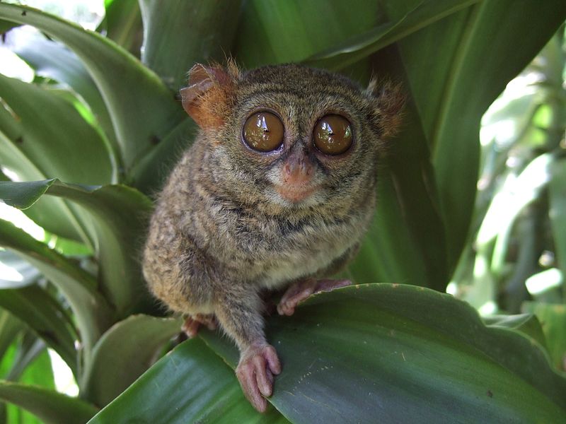 File:Tarsius tarsier Tandurusa zoo.JPG