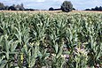 Tobacco field in northern Poland