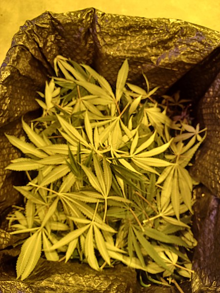 File:Trash leaves.jpg