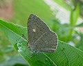 Apefly (Spalgis epius) @ Bangalore, India.