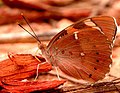 Baronet (Euthalia nais) Underside (Bangalore India)