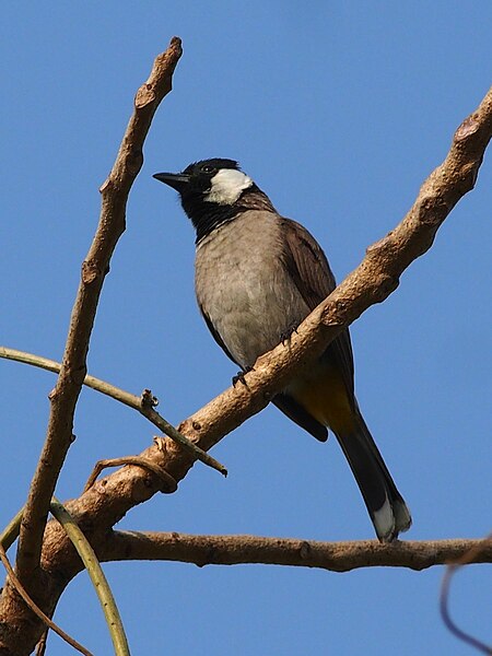 File:White Eared Bulbul Mumbai.jpg