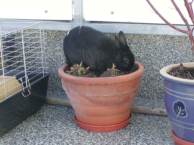 File:A black rabbit.jpg