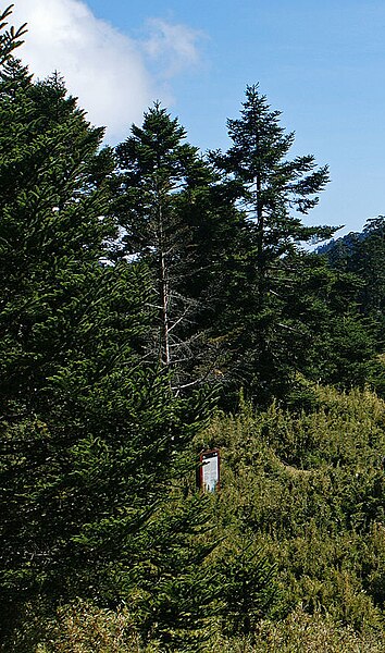 File:Abies kawakamii Chi-You.jpg