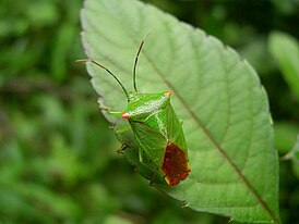 Acanthosoma labiduroides female