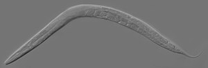 Miniatura para Caenorhabditis elegans