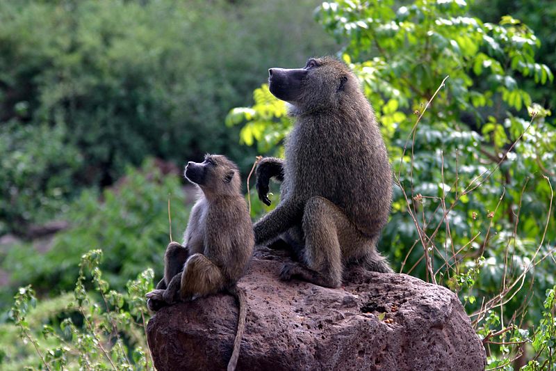 File:Baboons on rock.jpg