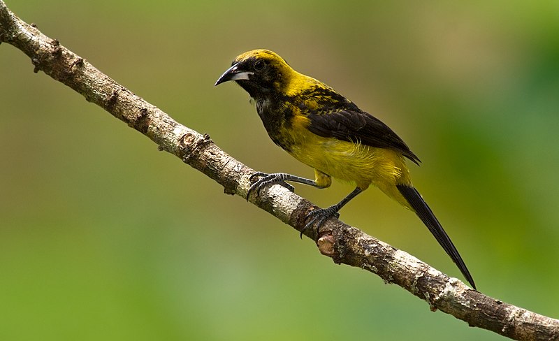 File:Black-cowled Oriole.jpg