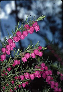 purple flowers of the Boronia molloyae