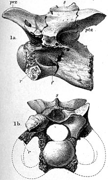 Calamosaurus.jpg