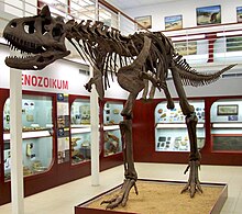 Carnotaurus, Chlupáč Museum, Prague-2.jpg