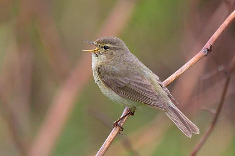 File:Chiffchaff - Phylloscopus collybita.jpg